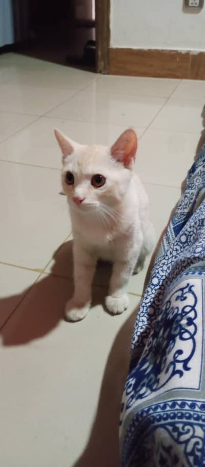 Persian