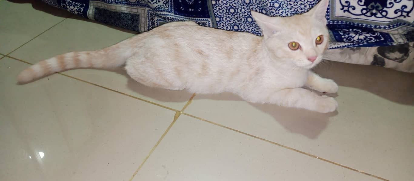 Persian 1