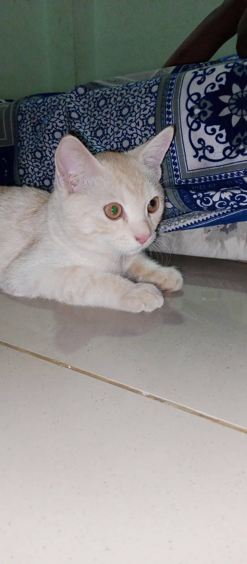 Persian 2