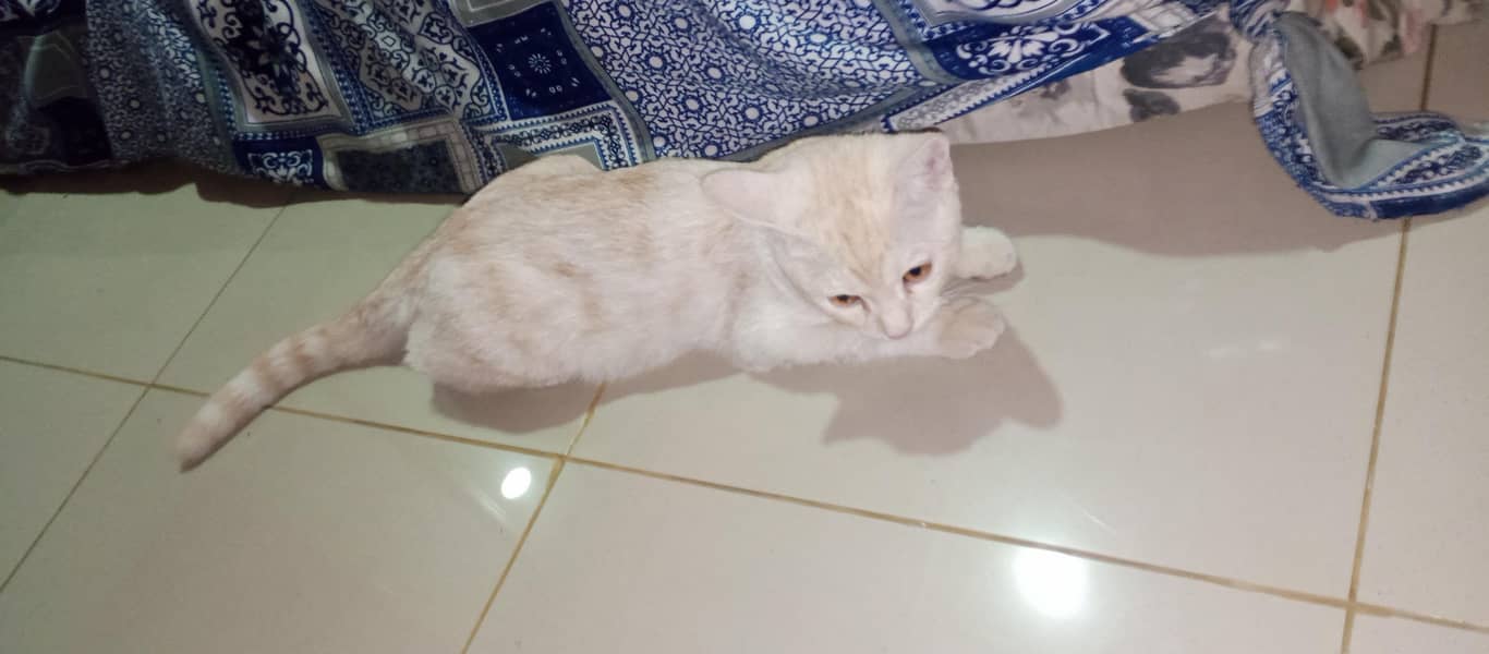Persian 3