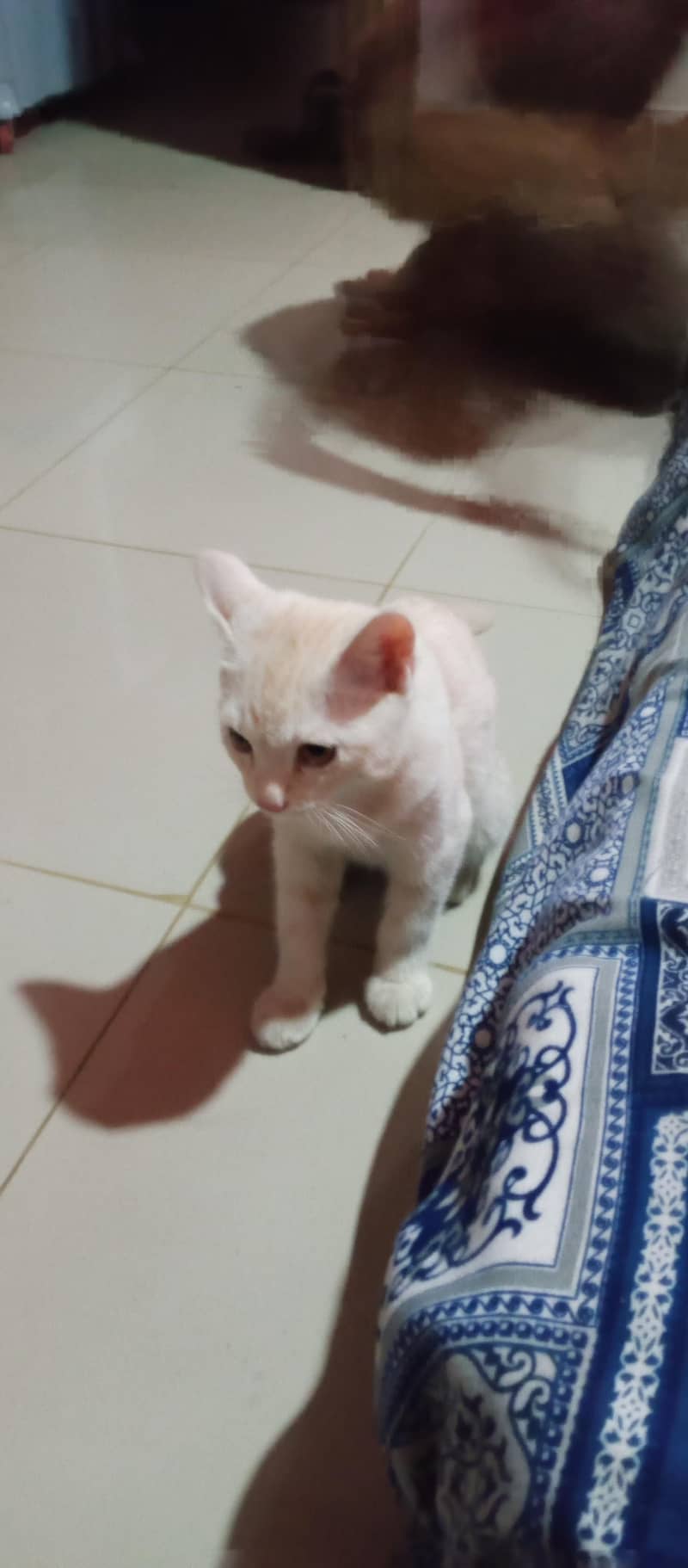 Persian 4