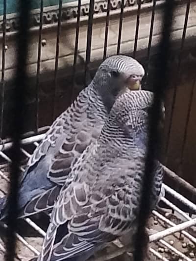 Black wing. and face budjie for sale