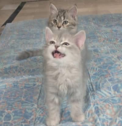 2 kittens female and 1 adult vaccinated cat for sale