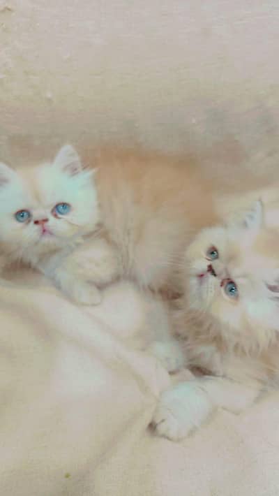 home breed Persian kittens