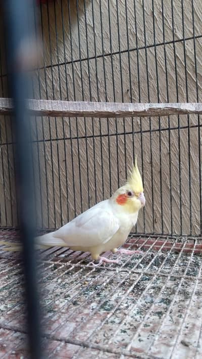 cocktail male red eyes for sale