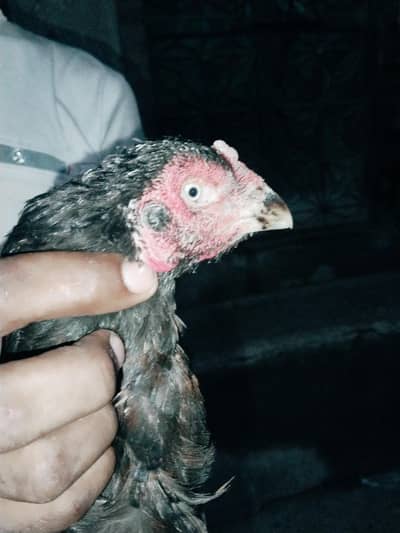 chekn