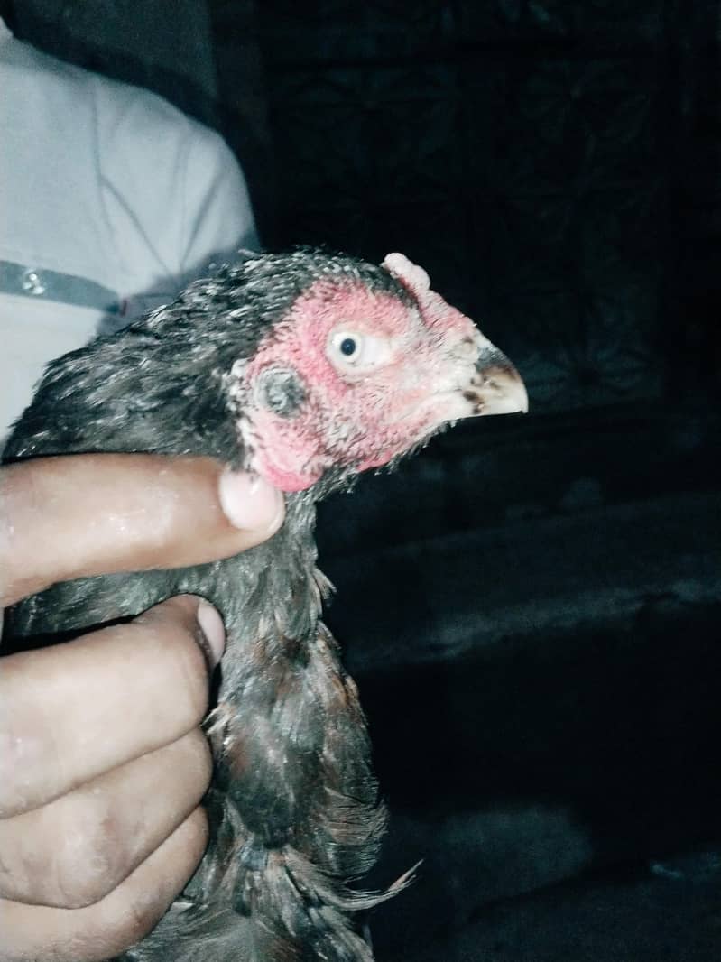 chekn 0