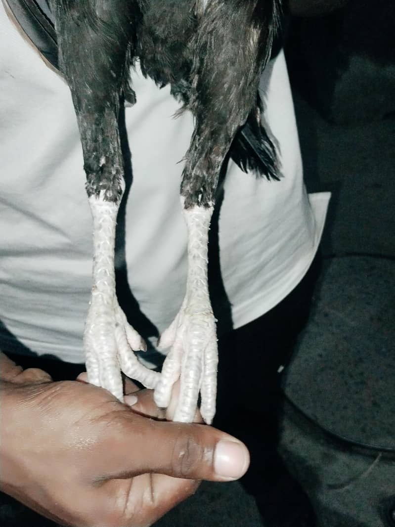 chekn 1