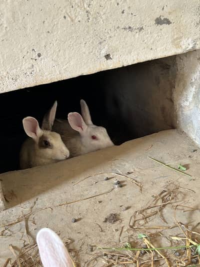 2male 2 female rabbit