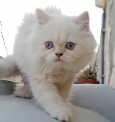 Beautiful Persian kitten