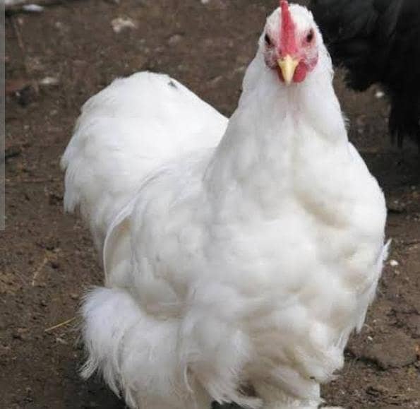 Breeder Pair 1