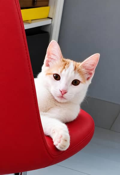 Cute kitten for adoption