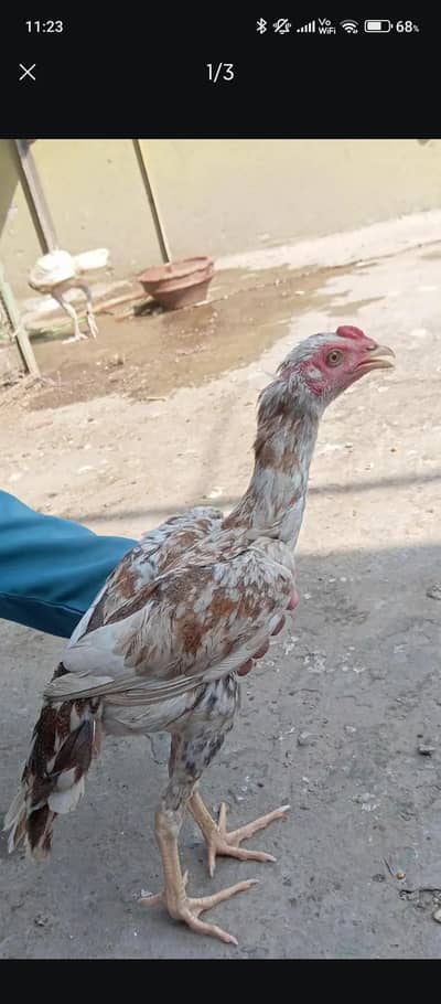 Pure Aseel Pair (Makhni Chini Cock & Black Hen) 5-6 Months