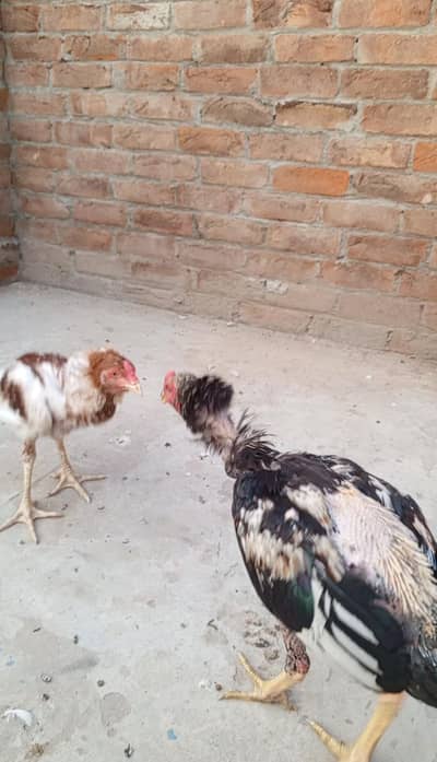 4-Month-Old Aseel Rooster WhatsApp number 03197022505