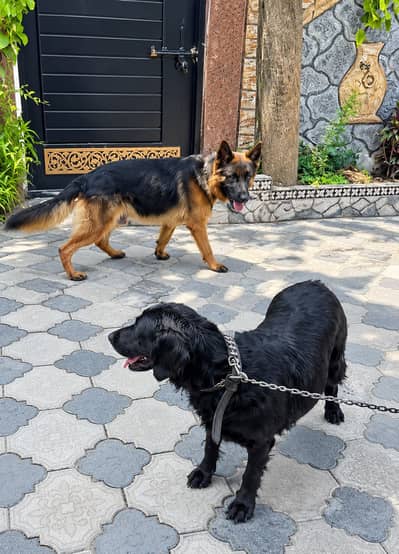 german shepherd