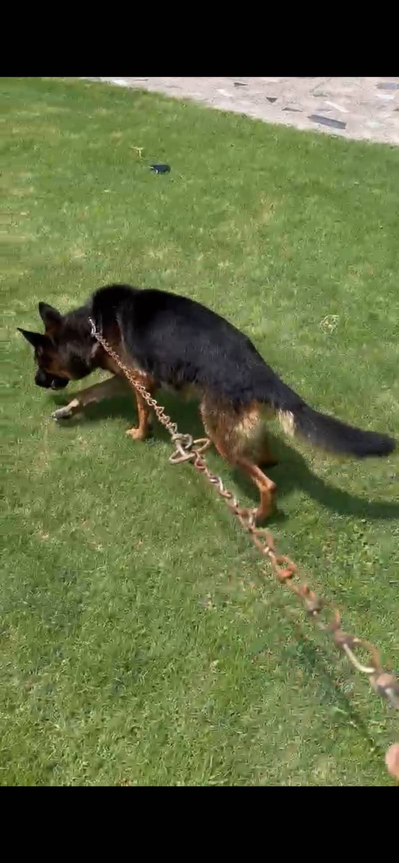 german shepherd 1