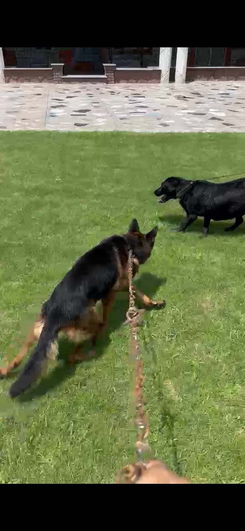 german shepherd 2