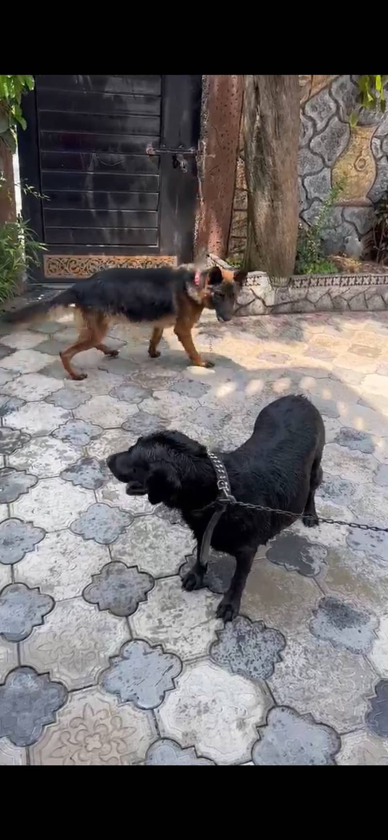 german shepherd 3