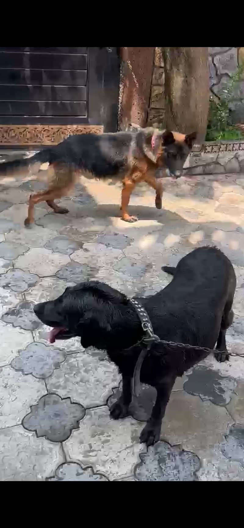 german shepherd 4