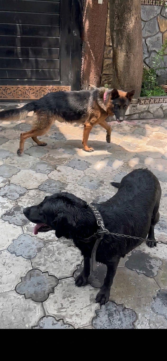 german shepherd 5