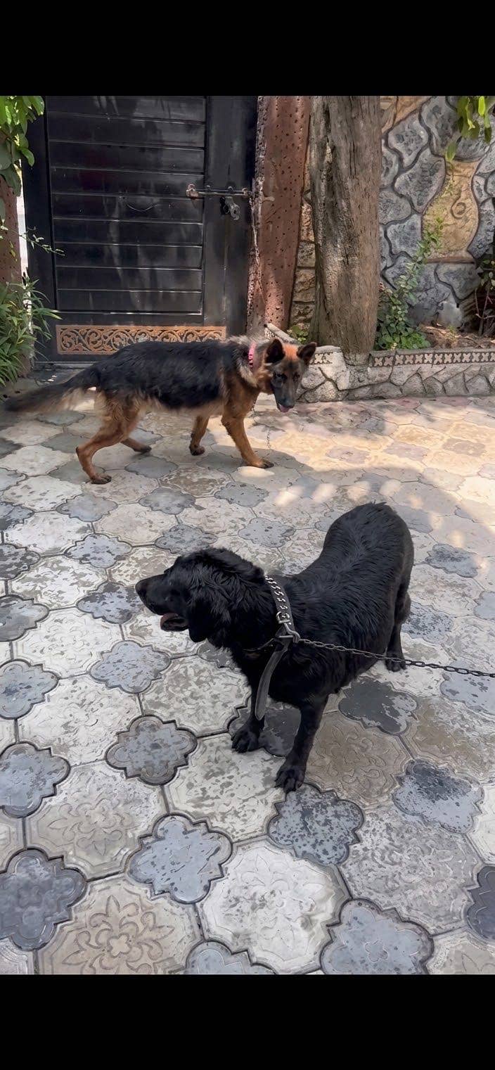 german shepherd 6