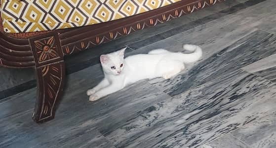 Kittens up for Adoption