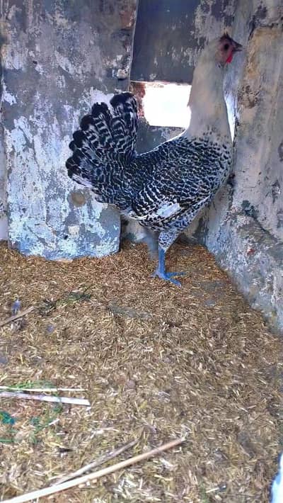1 Egyptian fayomi female