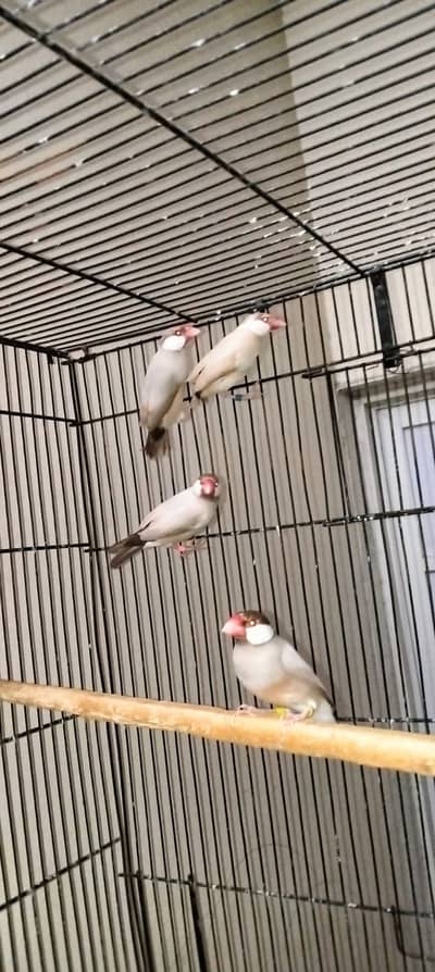 Fawn Java - Finches