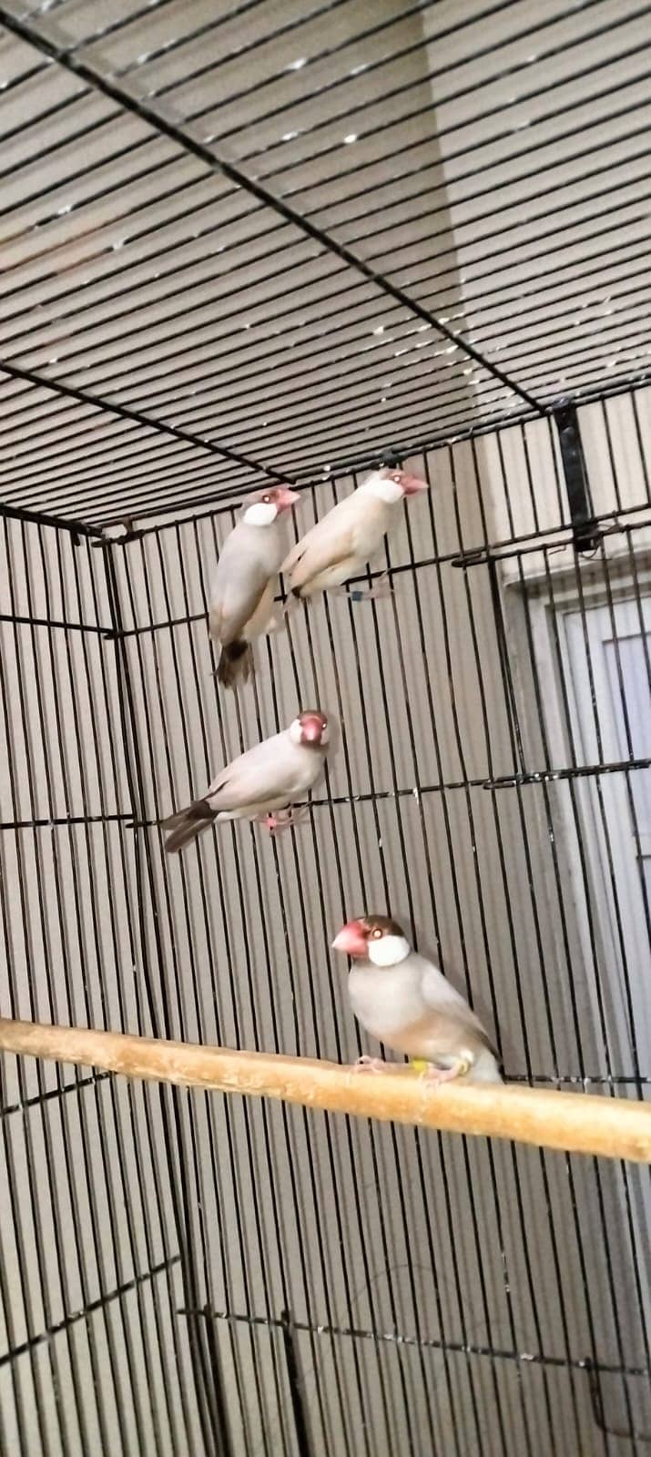 Fawn Java - Finches 0