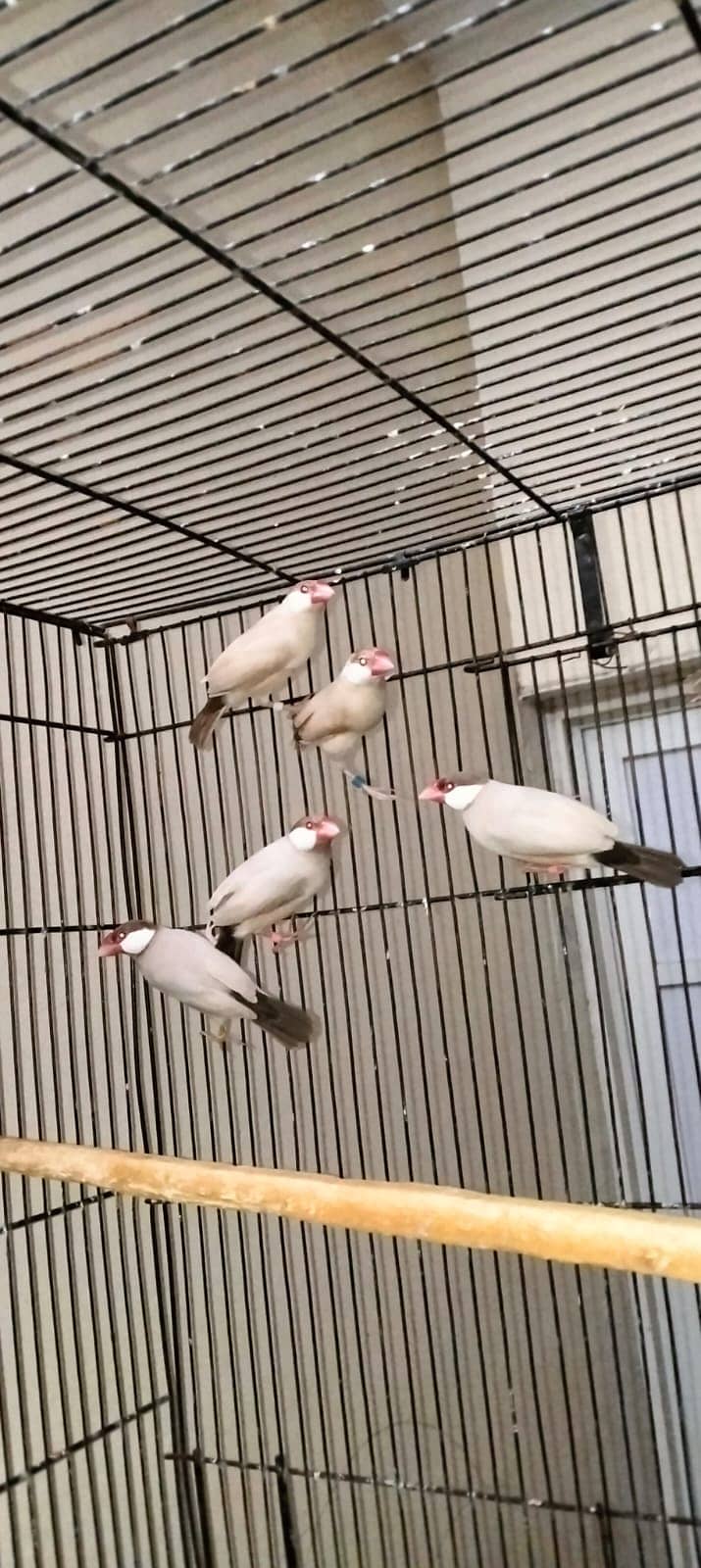 Fawn Java - Finches 1