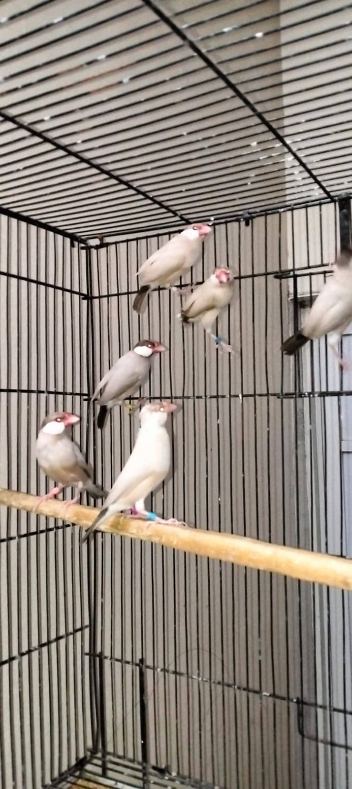 Fawn Java - Finches 3