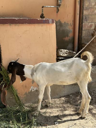 Pregnant kamori bakri and bakra