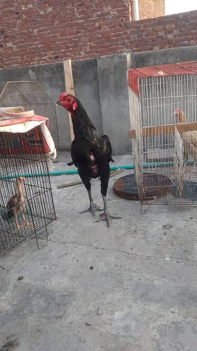 Thai trat pair for sale urgent