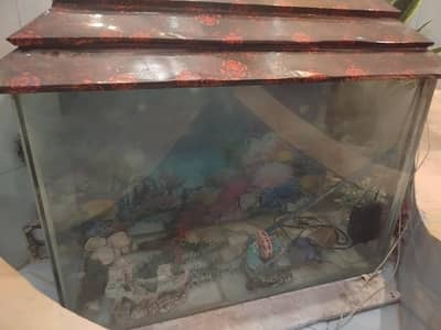 Fish Aquarium
