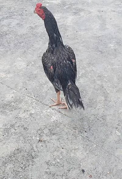 assel Patha for sale  jis Bhai KO chiye rabta karay