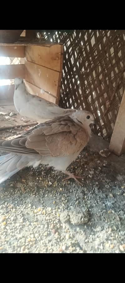 khumry bird pair