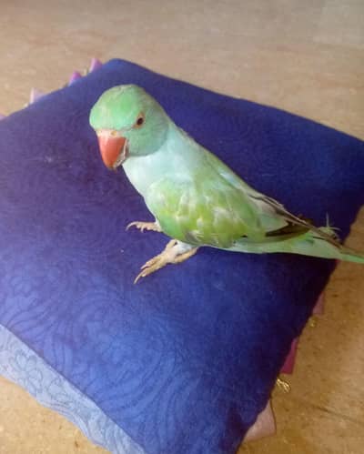 Blue Turquoise Opaline Ringneck Parrot