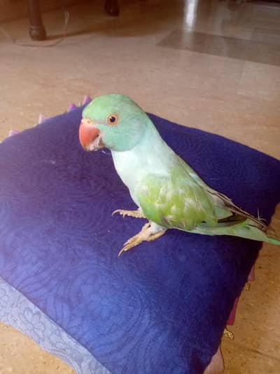 Blue Turquoise Opaline Ringneck Parrot
