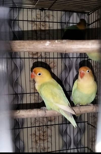 Love birds common Latino