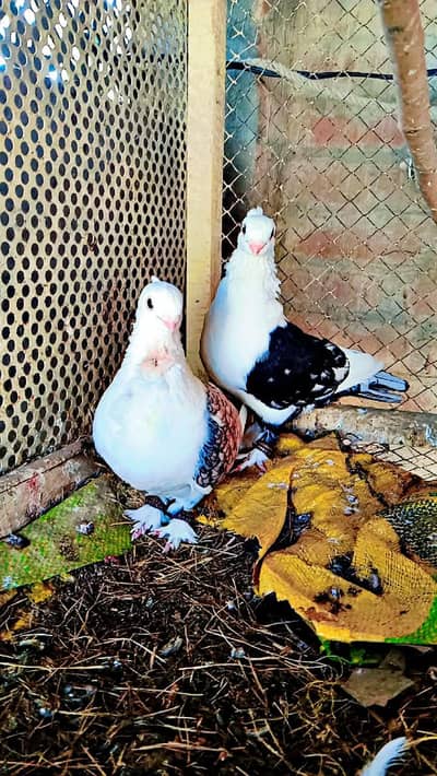 Sentient Breeder Karbelai Male Gubara Male short face pair available