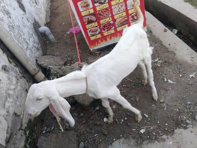 kyon rajanpuri male or female ekmadhi bakri hai