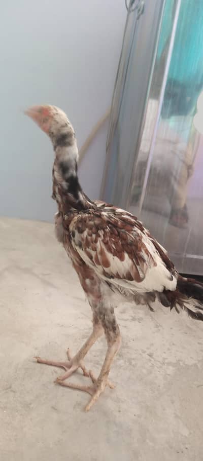 3aseel  pathe for sale age 5months
