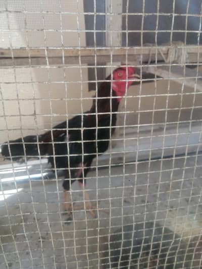 aseel pair breader