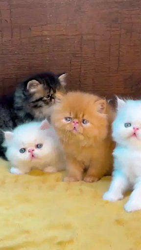 Persian cat for sale Mel aur female mein WhatsApp number034/27/95/0734