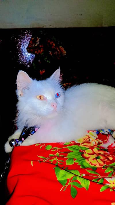 Odd Eyes Female Cat 