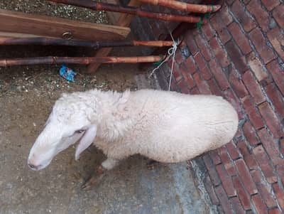 sheep urgent sale