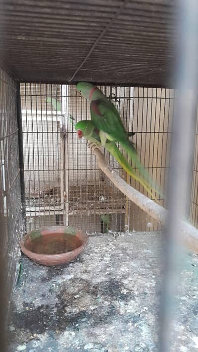 parrot