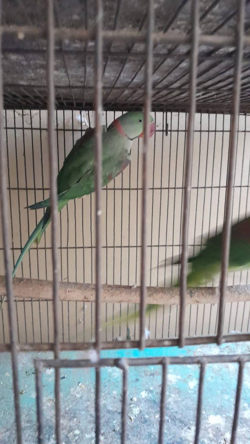 parrot 1