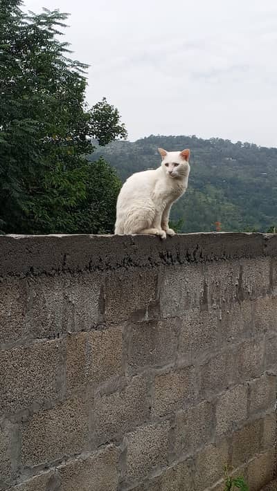 Persian cat single coated for sale