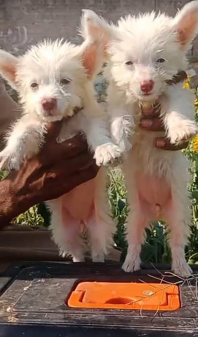 Russian poodle females 03298202490